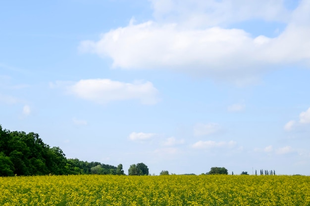 Rapsfeld Gelbe Rapsblumen Feldlandschaft Blauer Himmel und Raps auf dem Feld