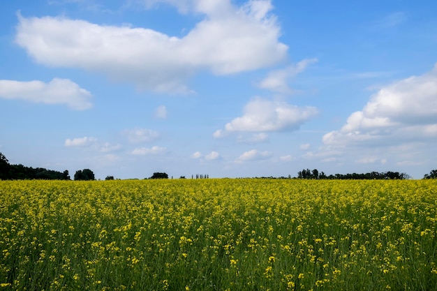 Rapsfeld Gelbe Rapsblumen Feldlandschaft Blauer Himmel und Raps auf dem Feld
