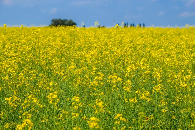 Rapsfeld Gelbe Rapsblumen Feldlandschaft Blauer Himmel und Raps auf dem Feld