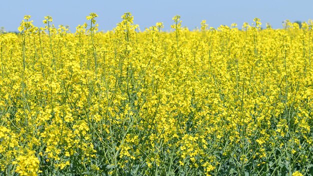 Rapsfeld, gelbe Rapssamen in voller Blüte. Grünes Energiefeld.