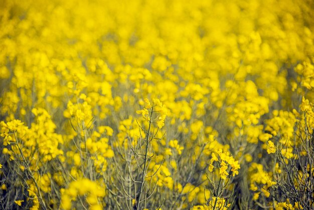 Rapsfeld gelber Blumenhintergrund