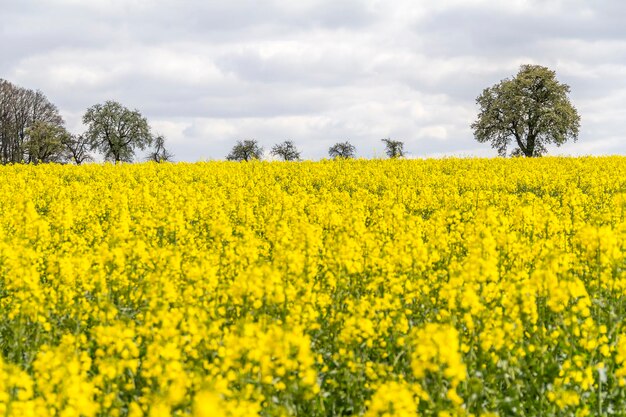 Rapsfeld im Frühling