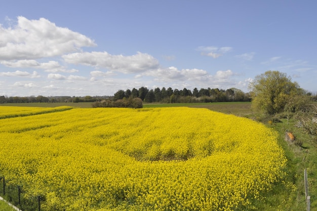 Rapsfeld in Frankreich