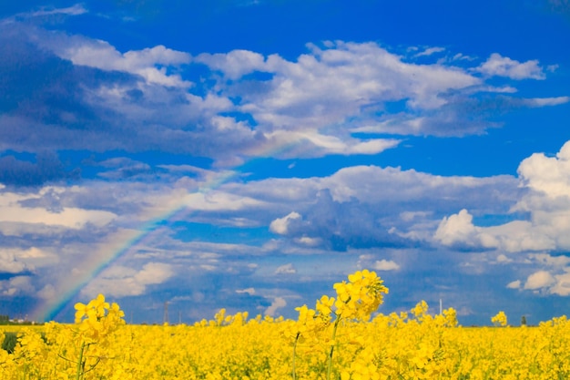 Rapsfeld mit einem Regenbogen am Himmel