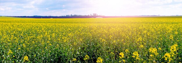 Rapsfeld mit gelben Blüten bei sonnigem Wetter