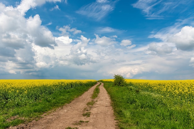 Rapsfeld mit Landstraße und schöner Wolke