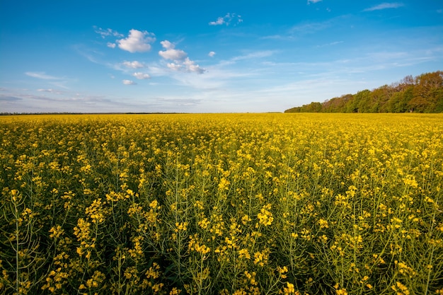 Rapsfeld mit strahlendem Himmel am Abend