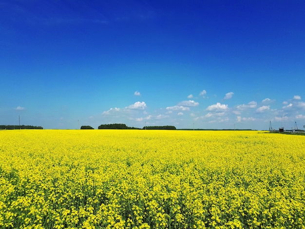 Rapsfeld und blauer Himmel als Verkörperung der ukrainischen Flagge