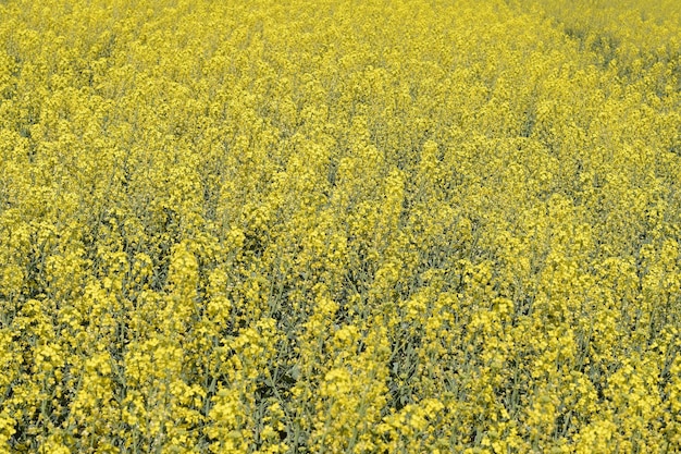 Rapsfelder Hintergrund von Rapsblüten Blüten von Raps auf dem Feld