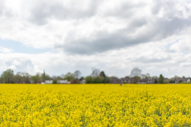 Rapsfelder im Frühjahr