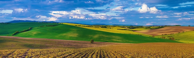 Rapsgelbe Felder im Frühjahr