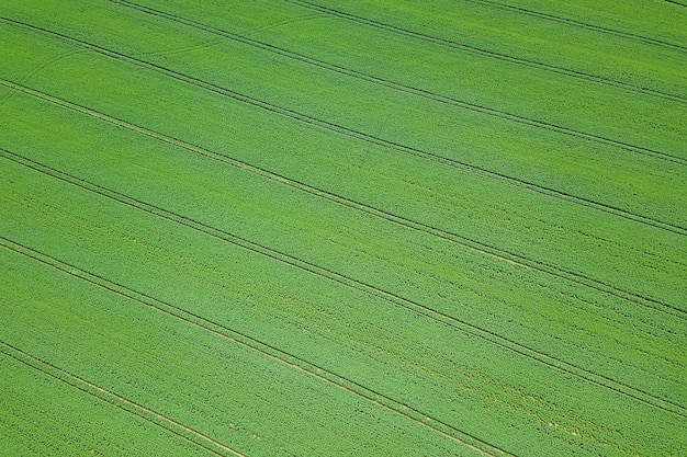 Rapsgrünfeld im Frühjahr, Luftbild.