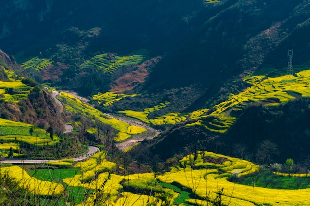 Rapssamenblumen am Schneckenbauernhof Luositian-Feld in Luoping County, China