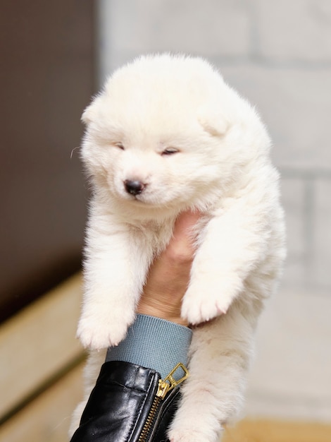 Un raro cachorro de perro akita blanco en el brazo de una mujer.