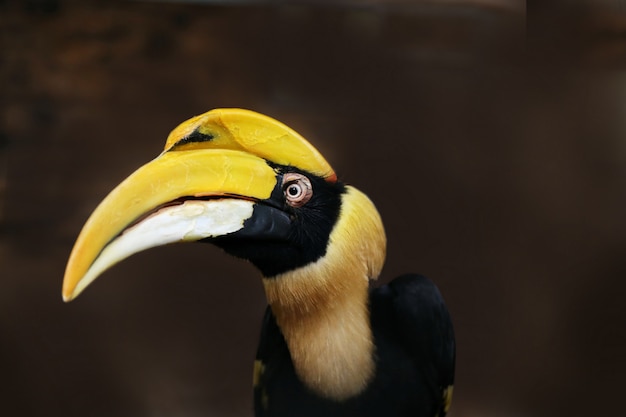 Raro Calau, Tailândia