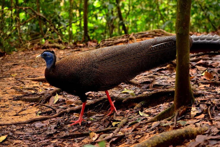 Foto raro pavão de sumatra no parque nacional gunung leuser, indonésia