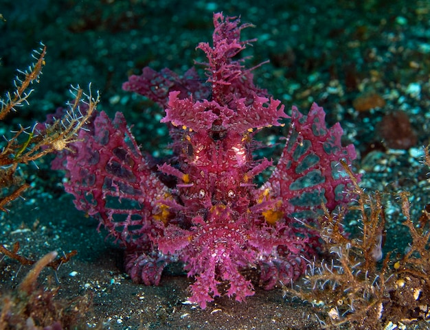 Un raro pez escorpión maleza -Rhinopias frondosa. Vida marina de Bali, Indonesia.