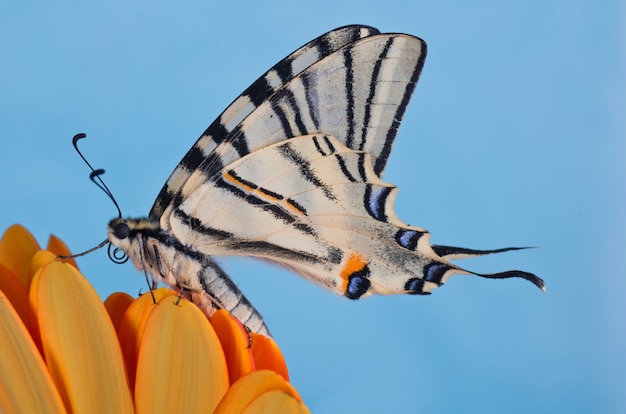 Raro rabo de andorinha (Iphiclides podalirius) em uma flor de laranjeira com um espaço azul