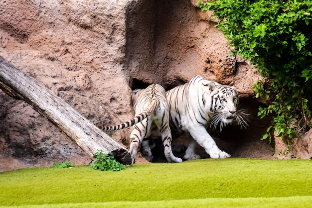 El raro tigre salvaje de rayas blancas