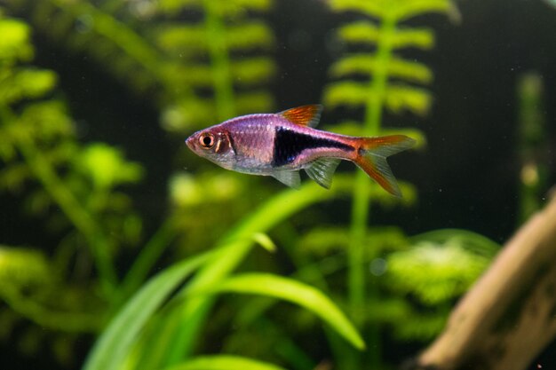 Rasbora heteromorpha peixes de aquário em um fundo de plantas verdes