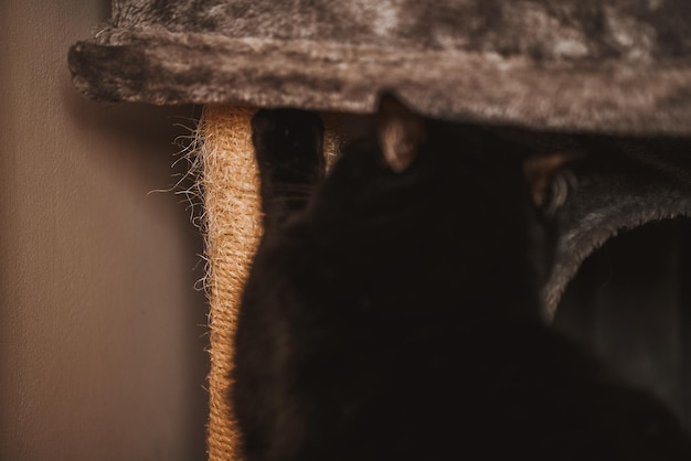 Rascador para gatos en el interior del apartamento Actividad para una mascota doméstica