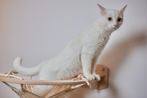 Rascador para gatos montado en la pared en una habitación moderna para mascotas en una pared blanca decoración elegante para el dueño del gato con espacio para copiar