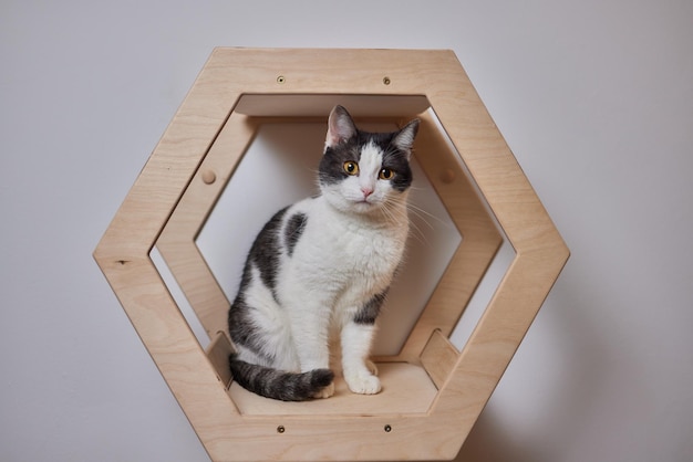 Rascador para gatos montado en la pared en una habitación moderna para mascotas en una pared blanca decoración elegante para el dueño del gato con espacio para copiar