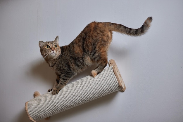 Rascador para gatos montado en la pared en una habitación moderna para mascotas en una pared blanca decoración elegante para el dueño del gato con espacio para copiar