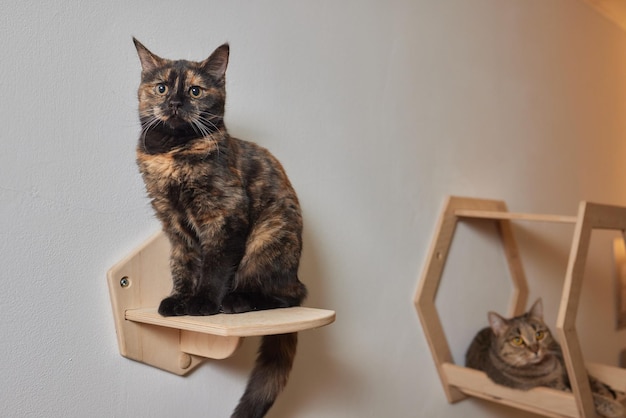 Rascador para gatos montado en la pared en una habitación moderna para mascotas en una pared blanca decoración elegante para el dueño del gato con espacio para copiar