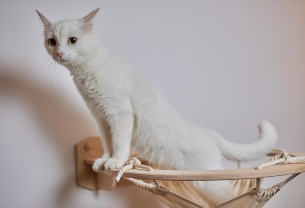 Rascador para gatos montado en la pared en una habitación moderna para mascotas en una pared blanca decoración elegante para el dueño del gato con espacio para copiar