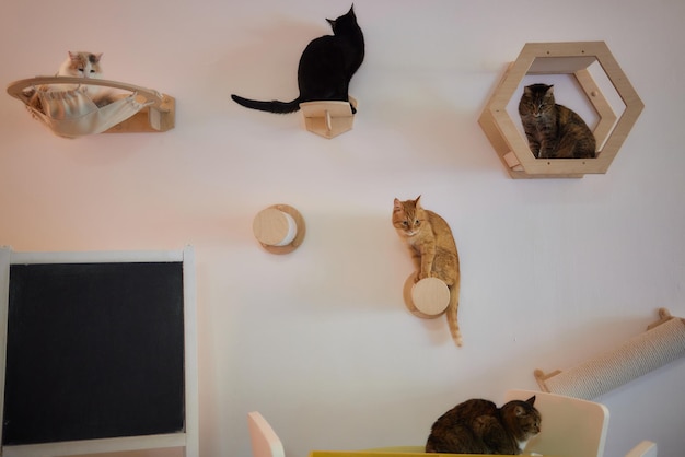 Rascador para gatos montado en la pared en una habitación moderna para mascotas en una pared blanca decoración elegante para el propio gato