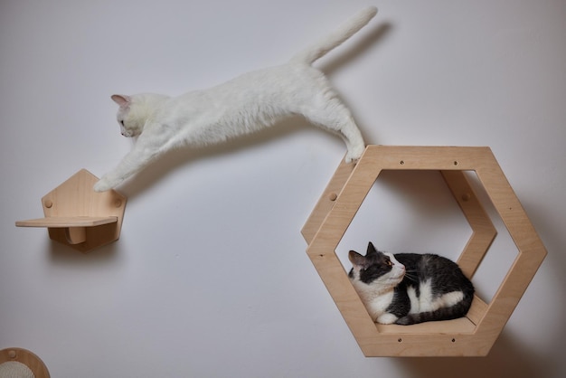 Rascador para gatos montado en la pared en una habitación moderna para mascotas en una pared blanca decoración elegante para el propio gato