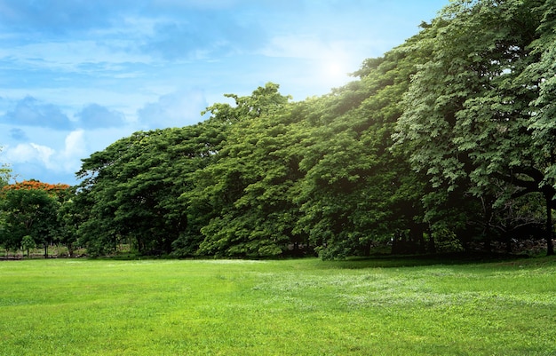 Rasen und grüne Bäume im Park an einem klaren Tag mitten in der Stadt Bangkok.