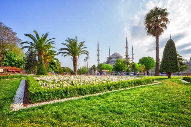 Rasen vor Sultan Ahmed oder Blaue Moschee in Istanbul, Türkei