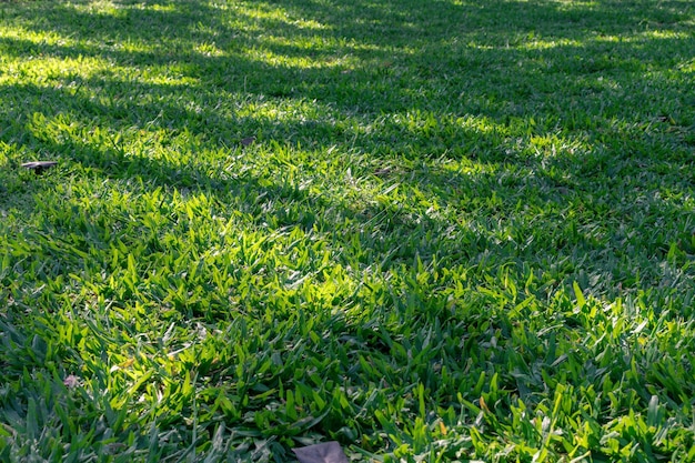 Rasenfläche mit Glanzlichtern und Schatten