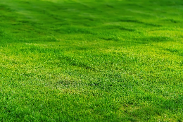 Rasengras schöne grüne Textur