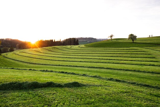 Rasenmähung auf Bauernfeldern in Süddeutschland Heu-Landschaft bei Sonnenuntergang