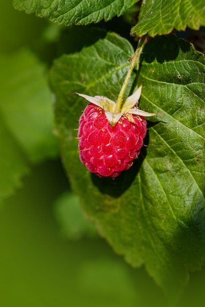 Raspberriy. Close up orgânico crescente das bagas. Framboesa madura no jardim de frutas