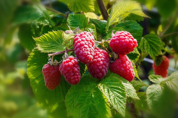 Raspberriy. Primer creciente orgánico de las bayas. Frambuesa madura en el jardín de frutas.