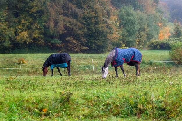 Rassepferde mit Mänteln, die Gras essen, umgeben von Herbstbäumen und Natur