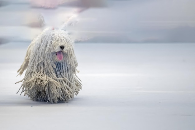 Rasta Poodle perro blanco que viene hacia ti