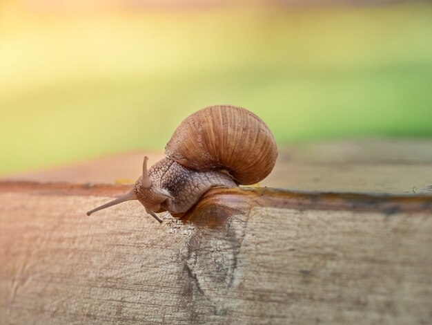 Rastejamento lento de caracol uva na prancha do jardim