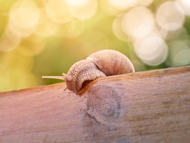 Rastejamento lento de caracol uva na prancha do jardim