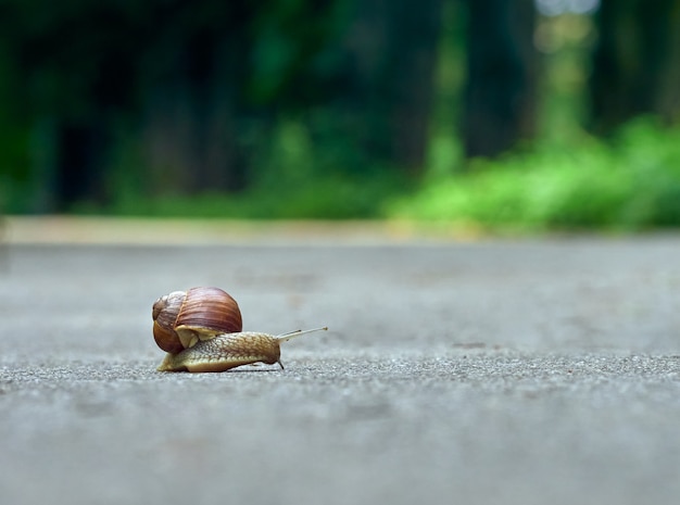 Rastejamento lento de caracol uva no asfalto do parque