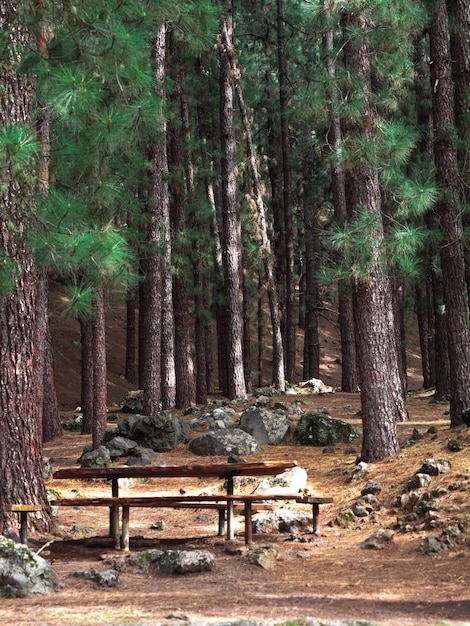 Rastplatz zwischen kanarischen Kiefern im Teide-Nationalpark