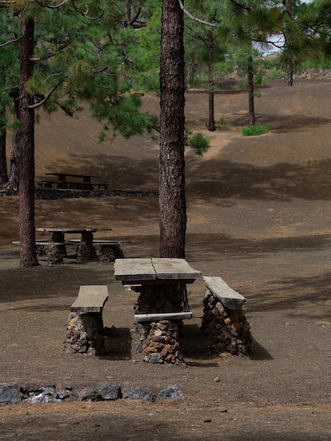 Rastplatz zwischen kanarischen Kiefern im Teide-Nationalpark