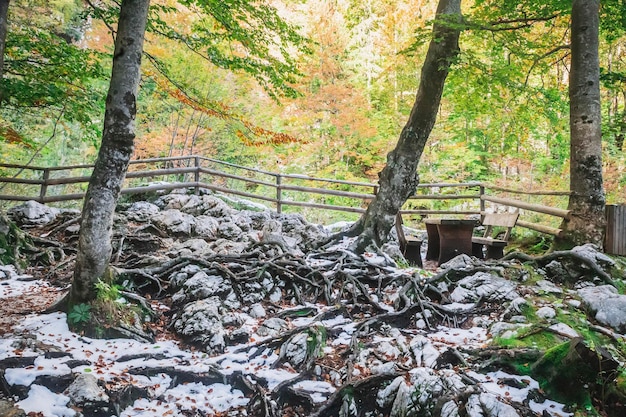 Rastplatz zwischen verschlungenen Baumwurzeln im herbstlich verschneiten Triglav-Nationalpark