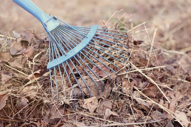 Rastrillos azules se encuentran sobre un montón de hojas amarillas caídas recogidas en un montón