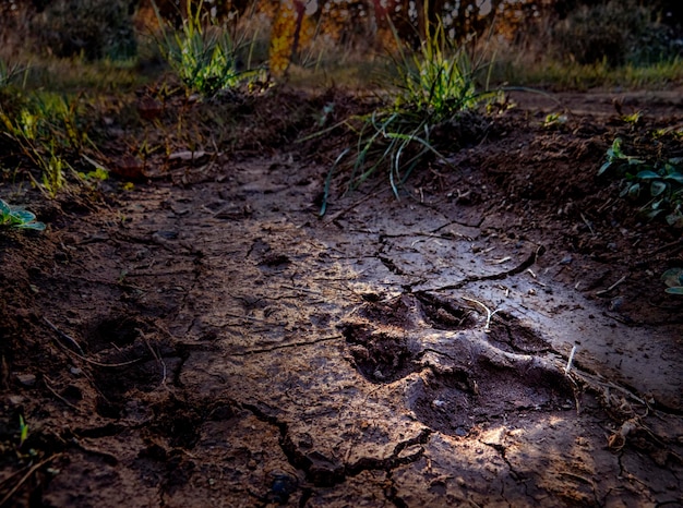 El rastro de un animal salvaje en un camino en el bosque