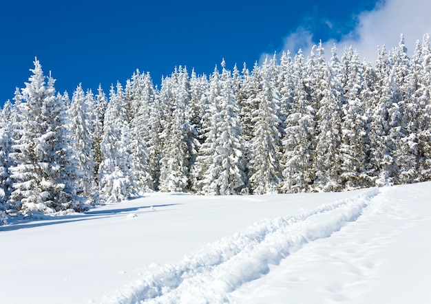 Rastro de esquí sobre la superficie de la nieve y el bosque de abetos de invierno